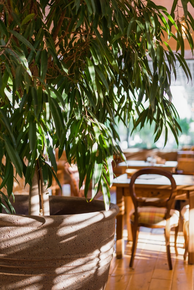 vegan raw restaurant#indoor tree#interior design#architexturestudio#architecture#interior design#roundcubephotography.jpg